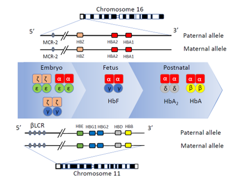 Figure 1: Schematic representation of globin gene clusters